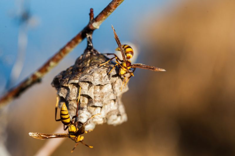 Baldfaced Hornet Removal