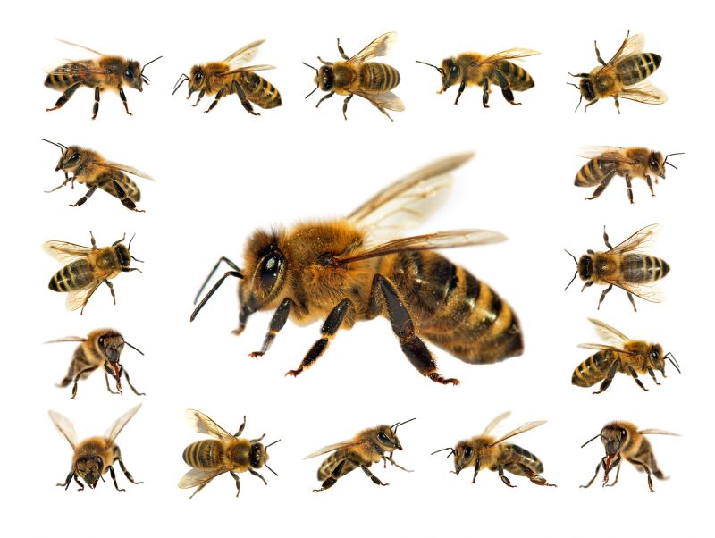Bee Pest Control Service