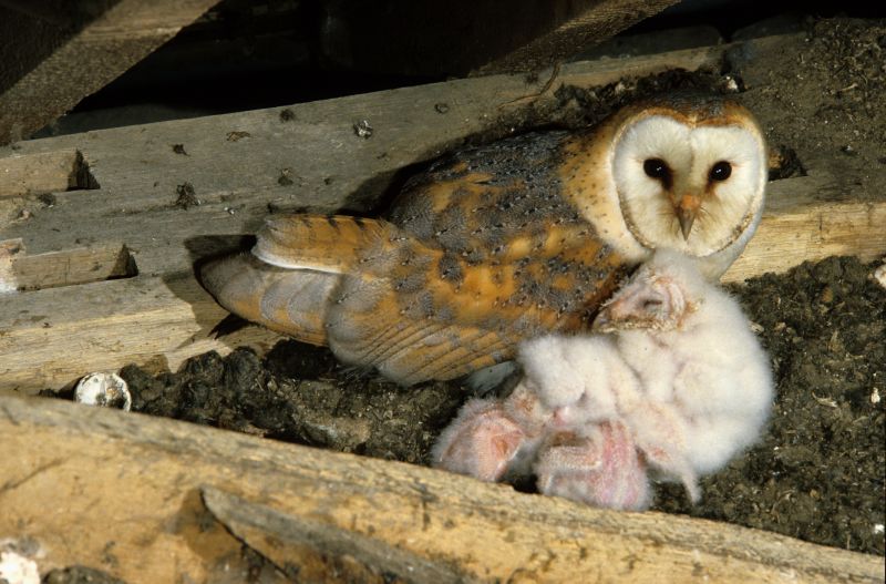 Bird Removal Service