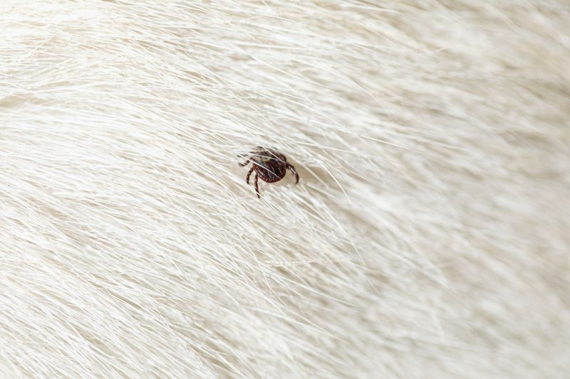 Choosing A Commercial Flea And Tick Control Provider