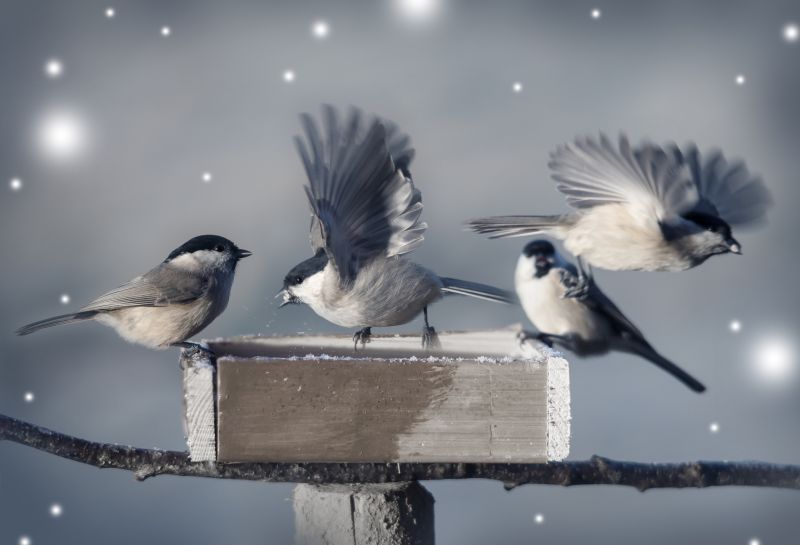 Commercial Bird Removal