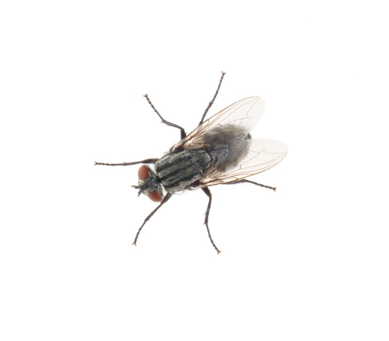 Fly Extermination detail