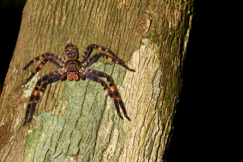 Hobo Spider Extermination