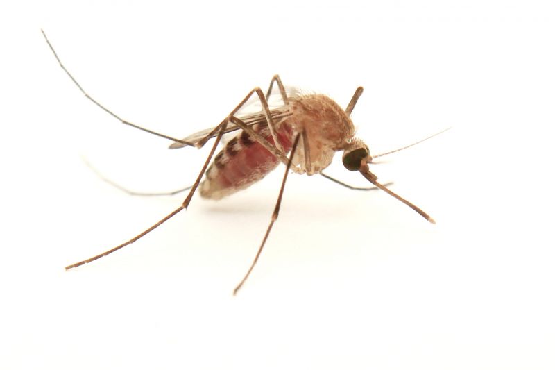 Signs You Need Fly Or Mosquito Control Services