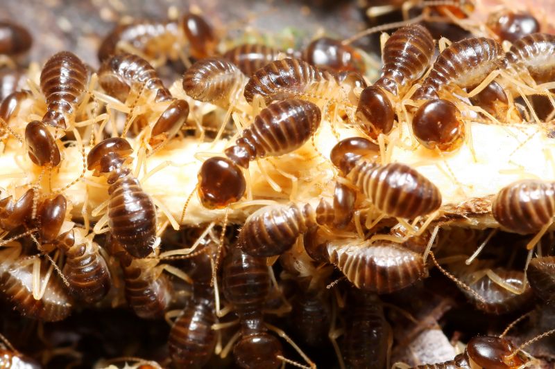 Termites Extermination