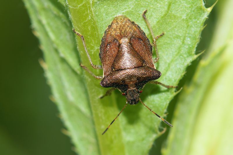 Why Stinkbugs Invade Homes And Buildings
